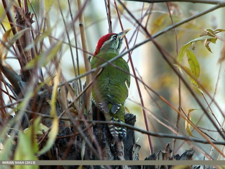 Male Scaly-bellied Woodpecker (Picus squamatus), Aliabad, Hunza