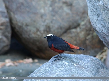 White-capped Redstart or White-capped Water Redstart (Chaimarrornis leucocephalus), Jutial, Gilgit 