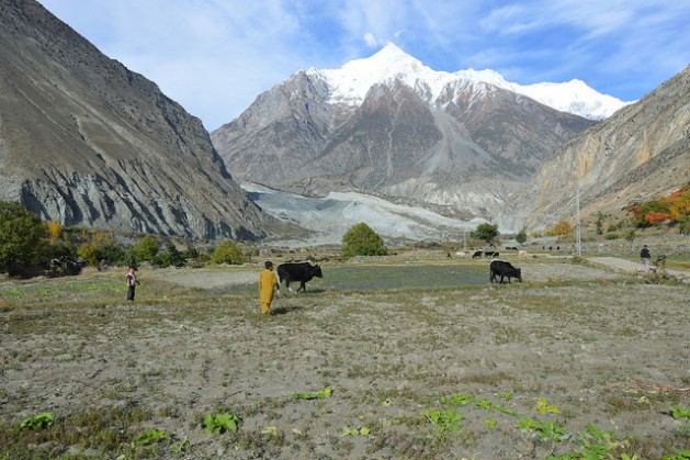 A boy grazes his cattle on farmland close to the site of a landslide in northern Pakistan’s Bagrot valley. Credit: Saleem Shaikh/IPS