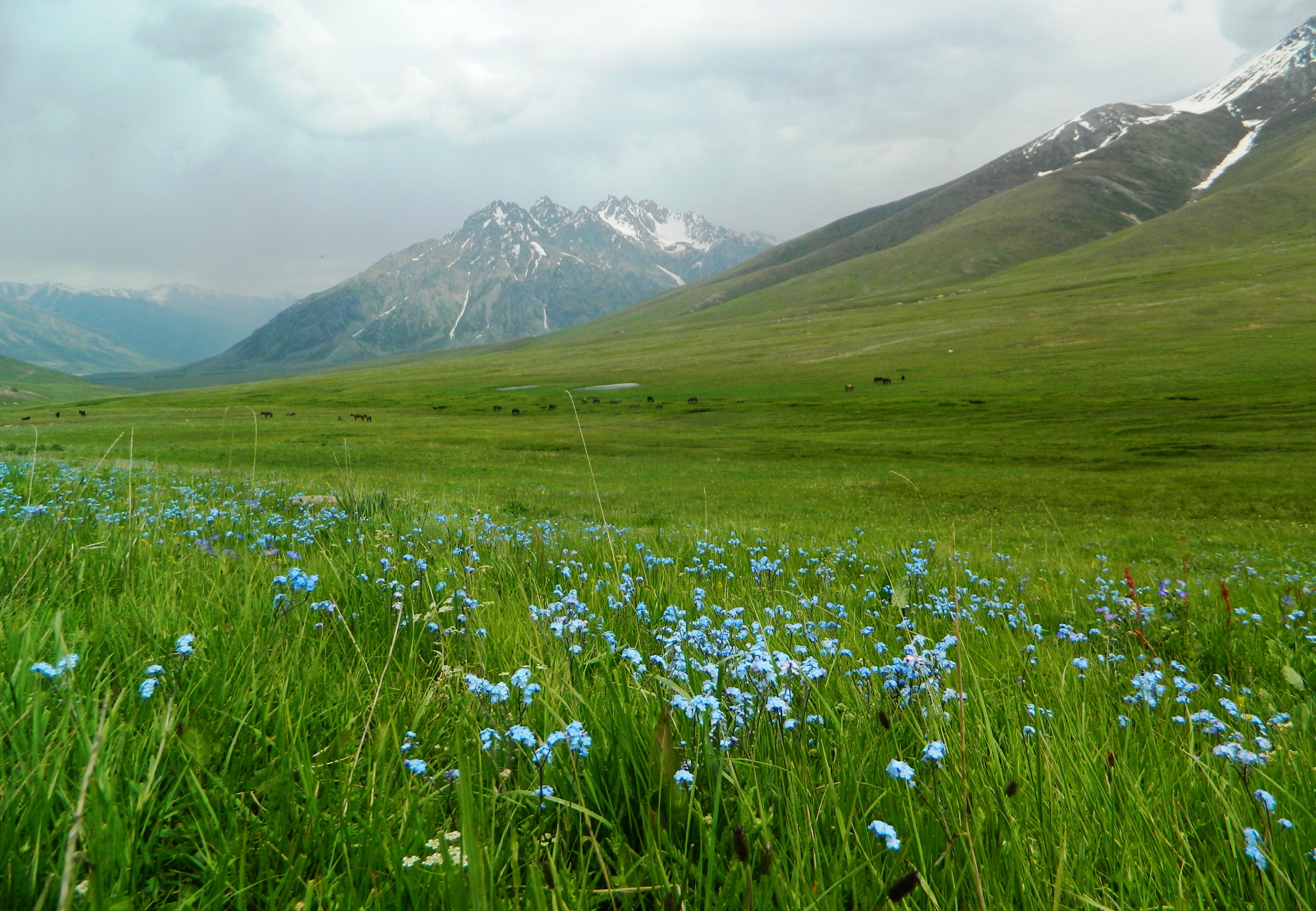 The beautiful plain filled with flowers, also known as Chota Deosai, or Small Deosai 