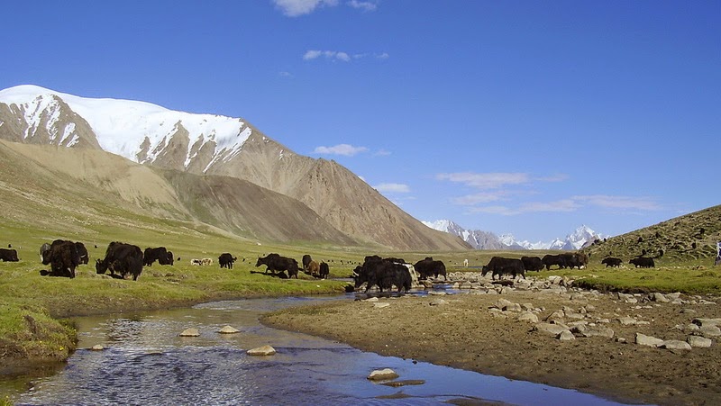 Before becoming a National Park, Khunjerab used to be a grazing land for many villages located in the Gojal Valley 