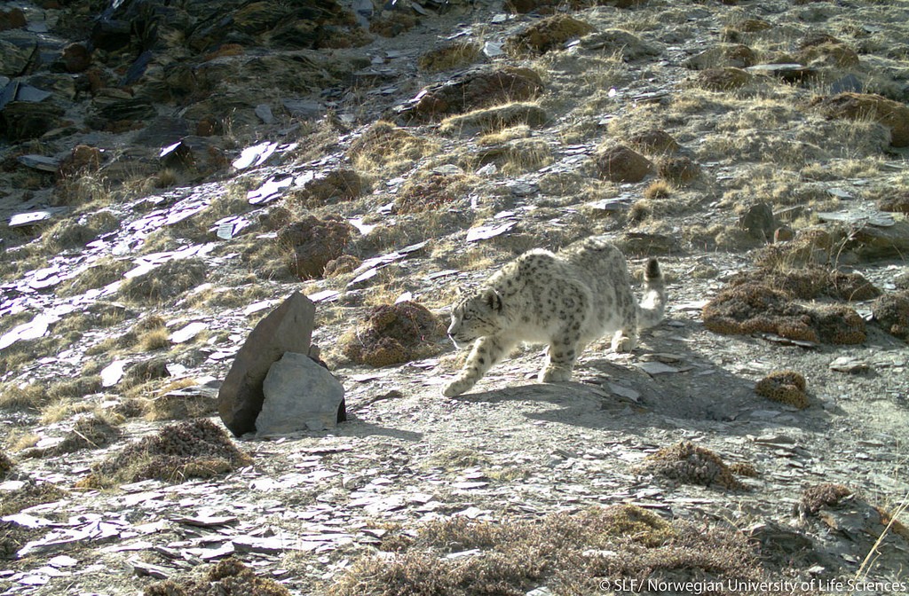 Snow Leopard is one of the rare animals found in the KNP