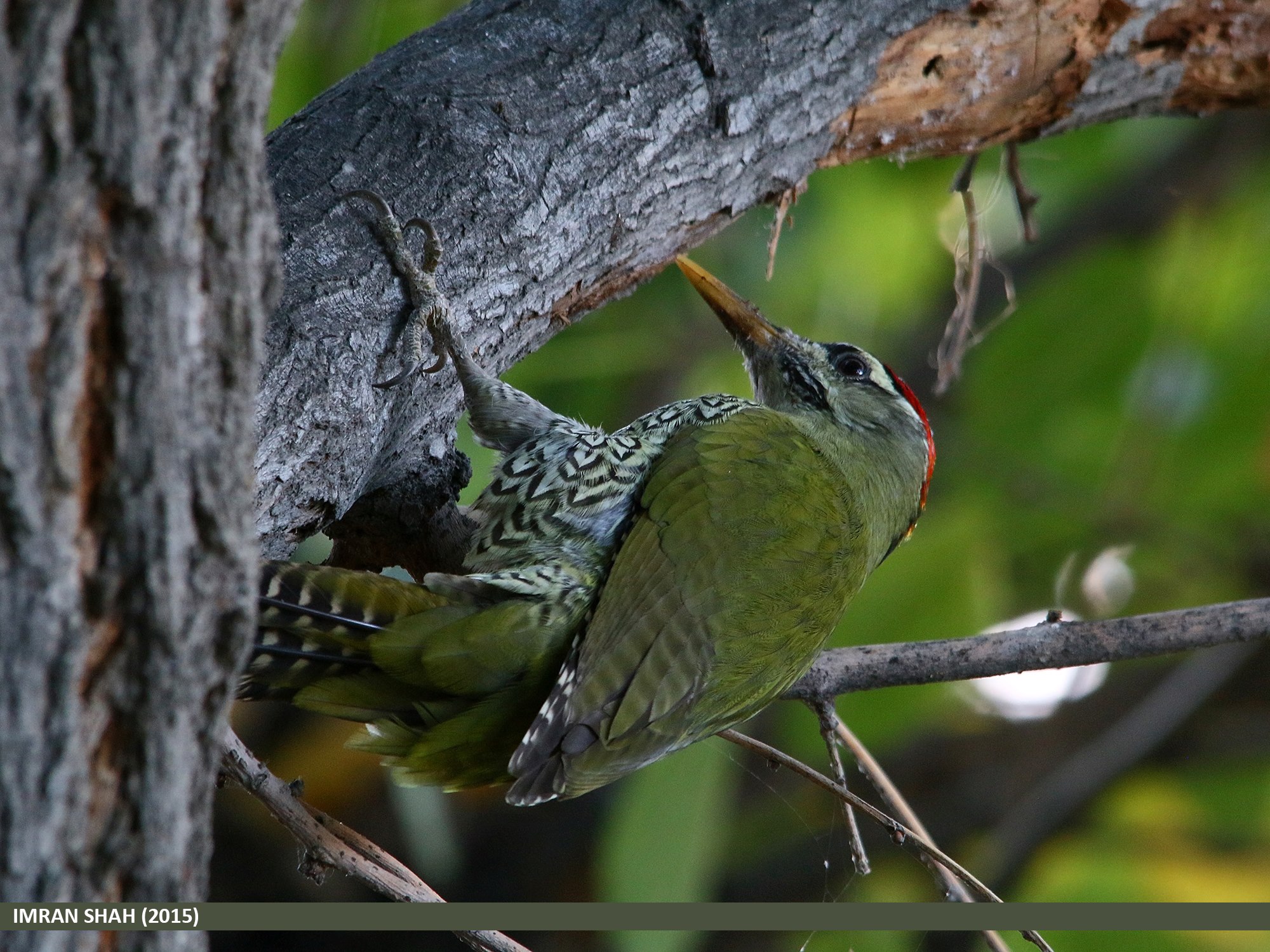 Scaly-bellied Woodpecker (Picus squamatus) captured at Jutial, Gilgit, Gilgit-Baltistan, Pakistan