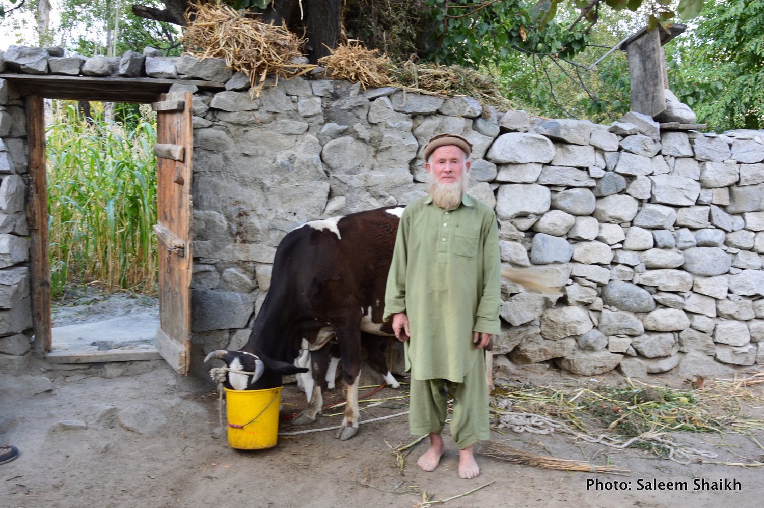 Farmer-turned-herdsman Ishaq Khan, 68, ekes out his livelihood by rearing tow cows and three goats. A single devastating flash flood in 2010 washed away his home, crops and fruit orchards in just one night, plunging him into a vicious cycle of poverty and hunger. It was one late midnight of 6 August in 2010 when sky was heavily overcast with roaring black clouds, which triggered heavy rains non-stop for several hours. While it was raining, what he saw was a roaring flash flood coming down a mountain so fast that he was only able to save his and his family’s lives by fleeing to a higher ground. Photo credit: Saleem Shaikh