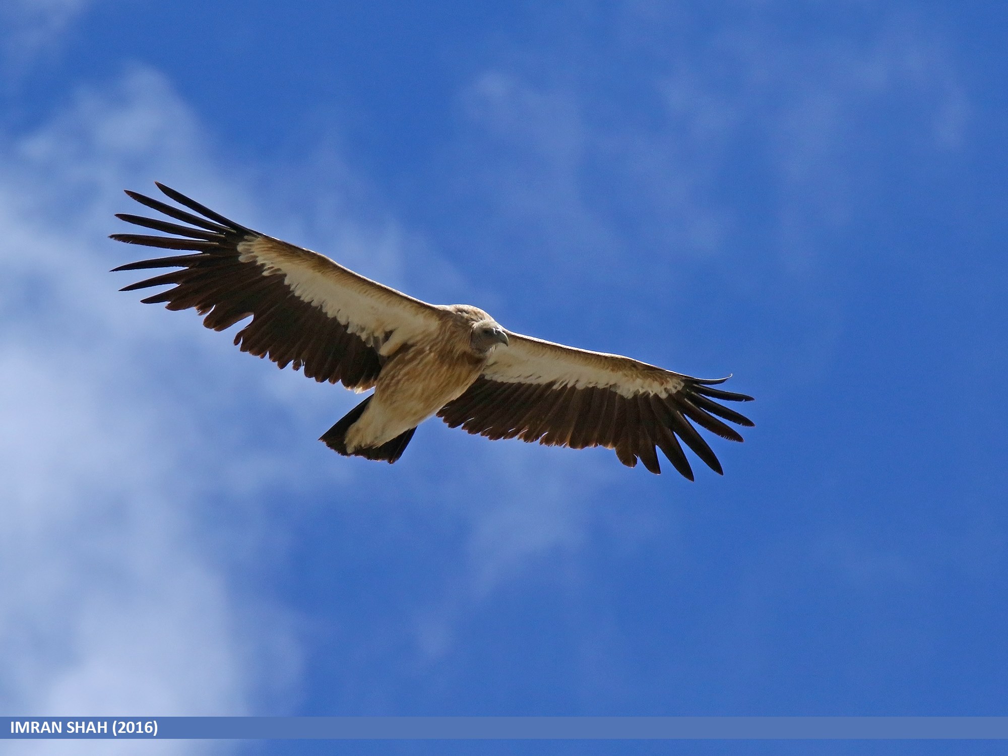 15 of the birds found in Gilgit-Baltistan – PAMIR TIMES